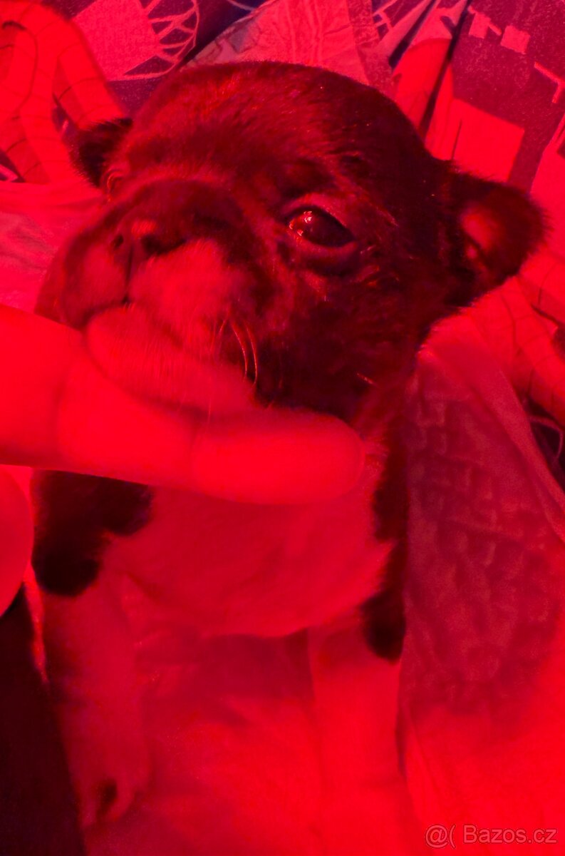 Čivava s PP k rezervaci - 6