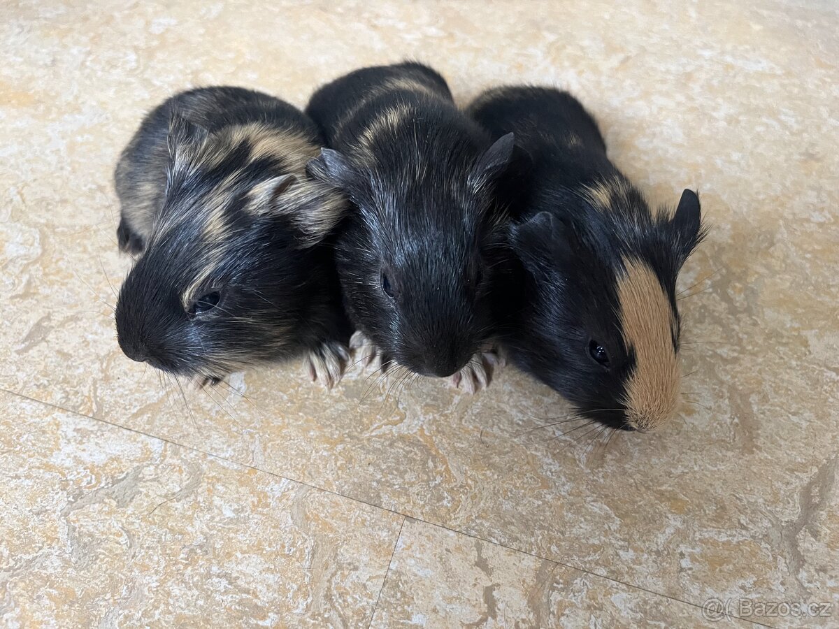Morčátka - 6