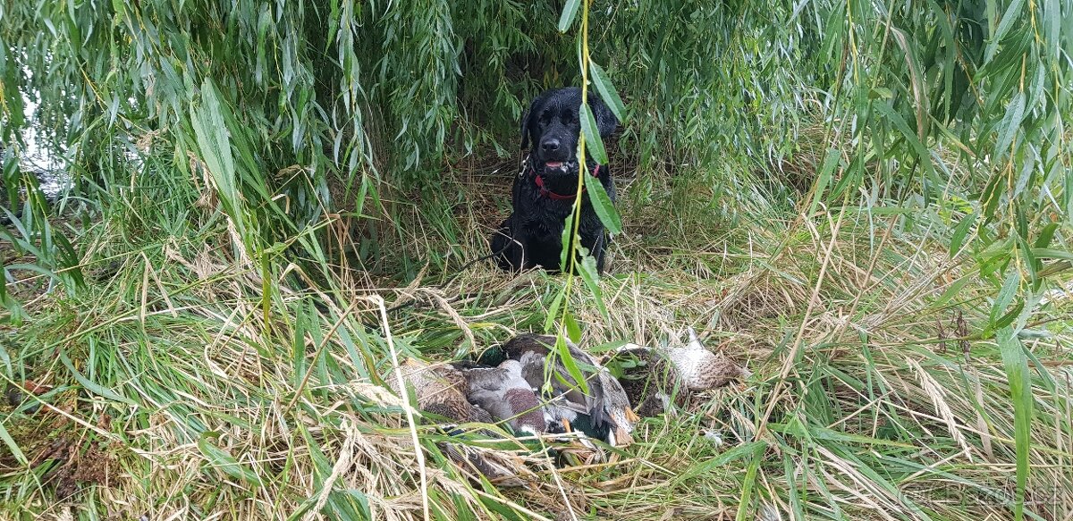 Labradorský retriever A MAGIC FRIEND OF FROTARIS - krytí - 6
