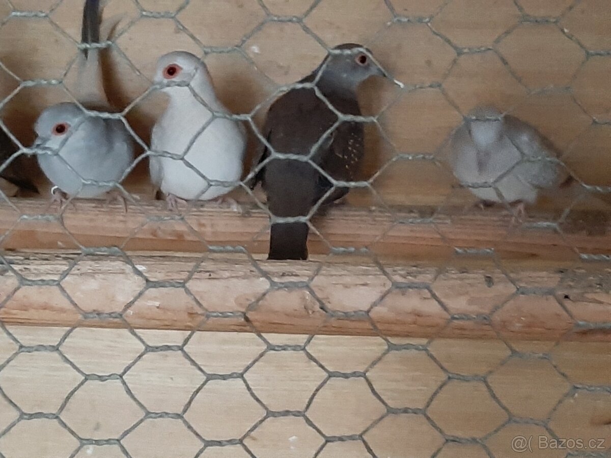 Holoubek diamantovy.. - 6