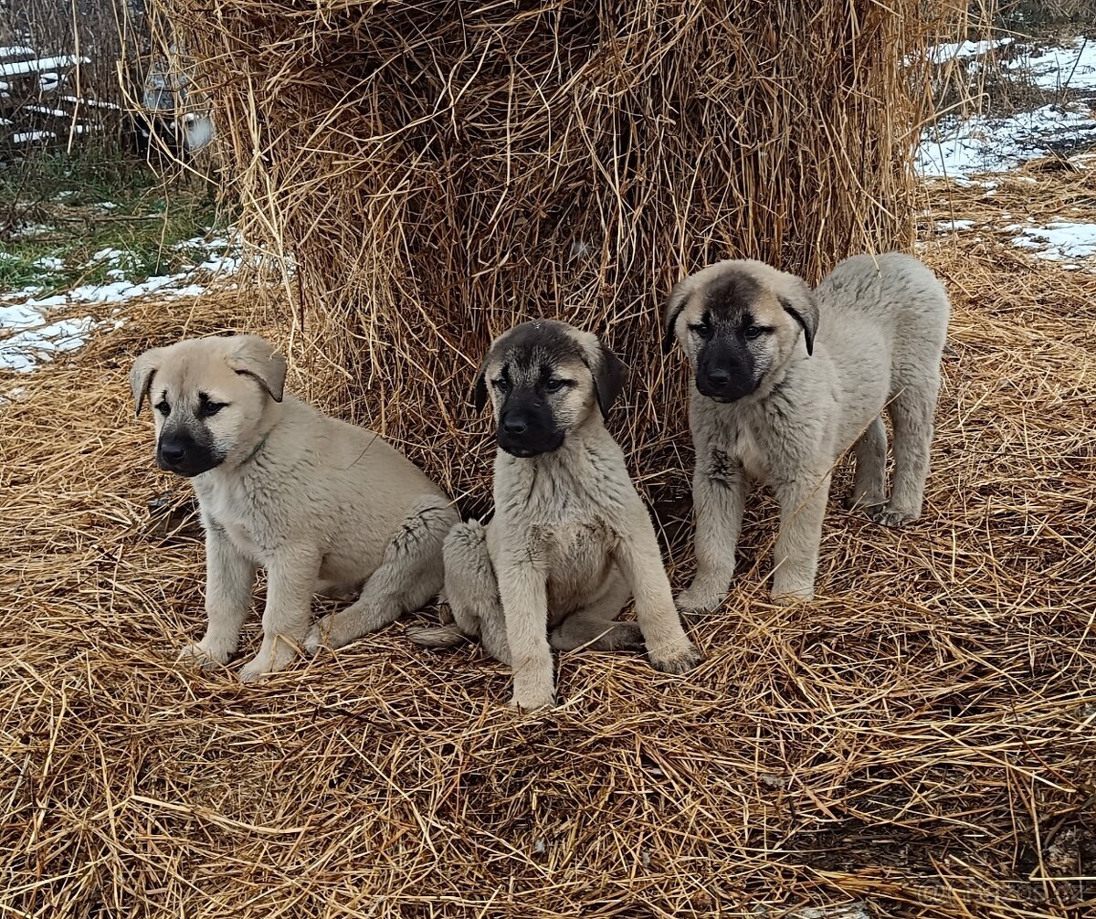 Kangalský pastevecký pes- štěňátka již k odběru - 6