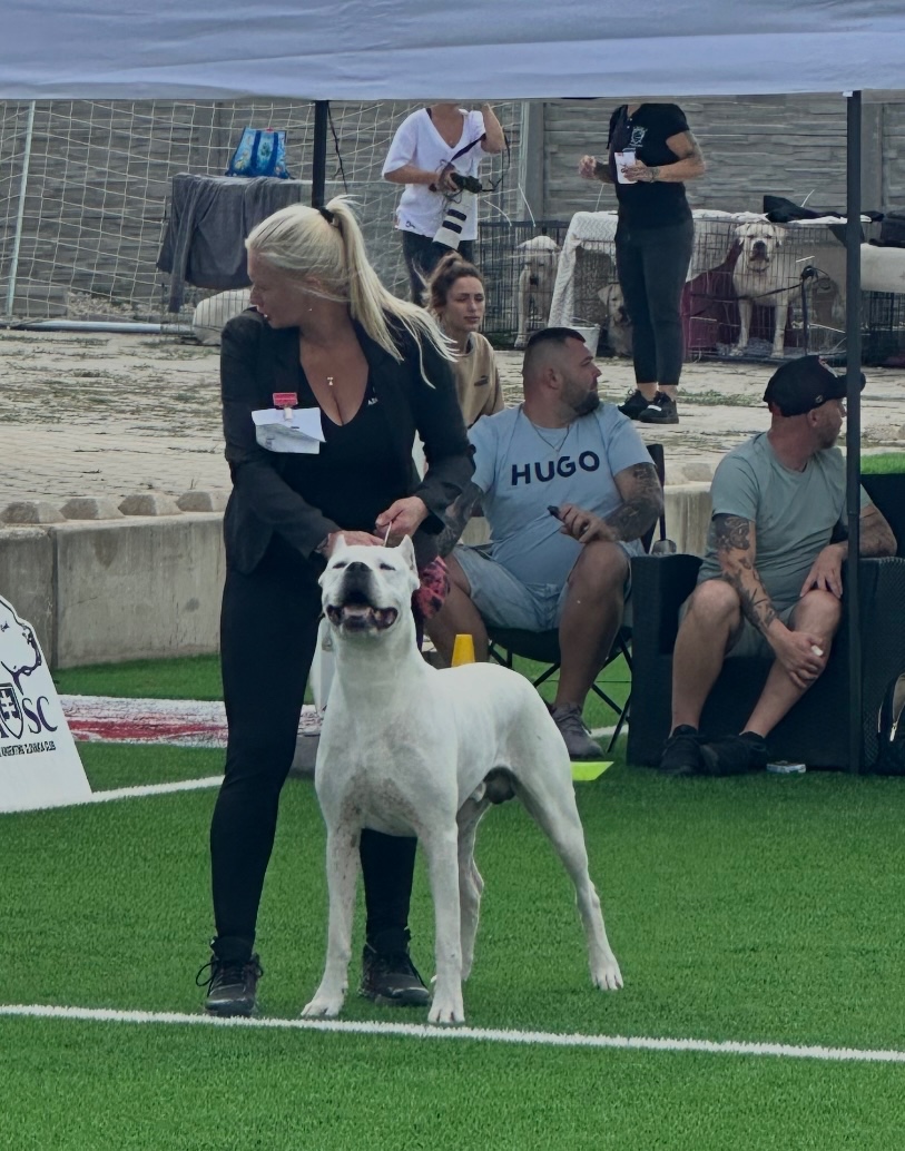 Argentinská doga - krytí - 6