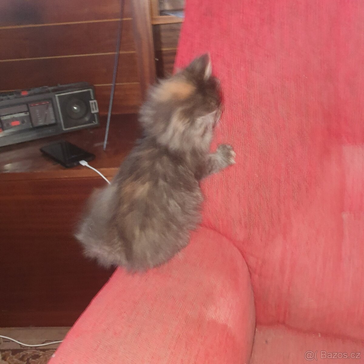 Ponukam maciatko - 6