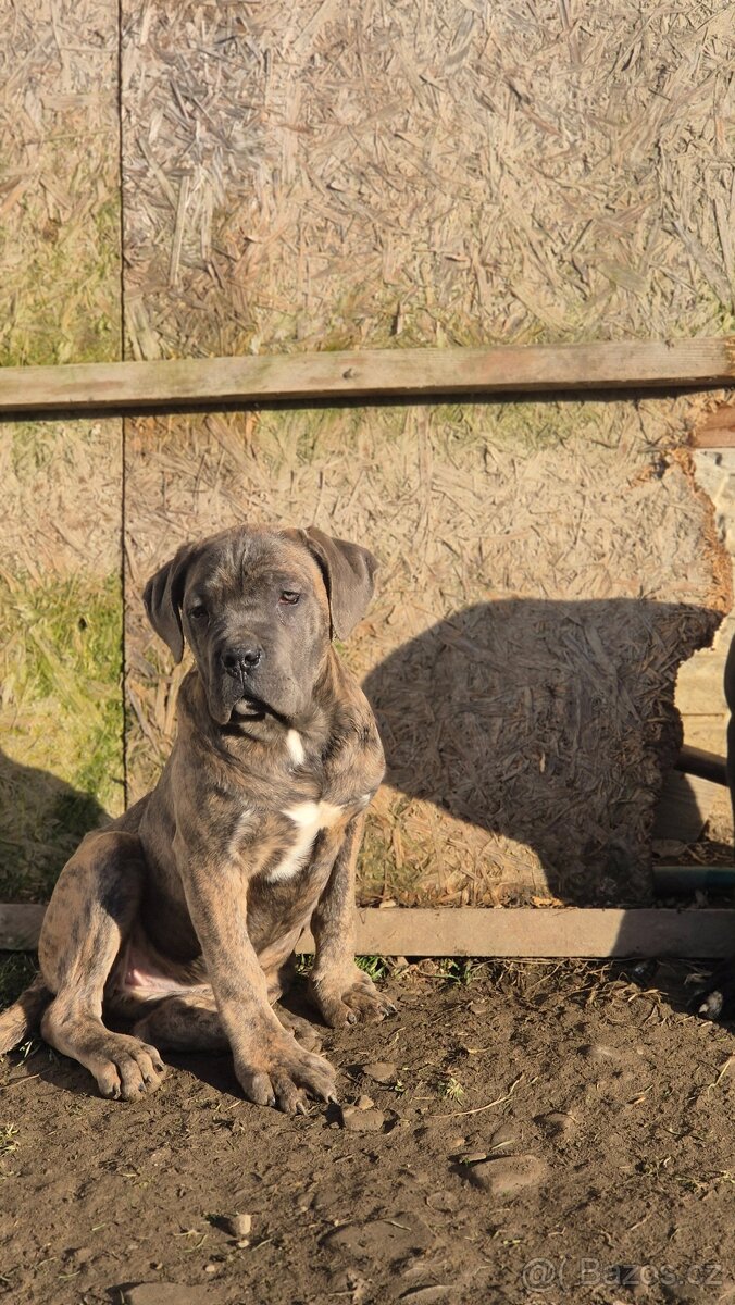 Cane Corso s PP - 6