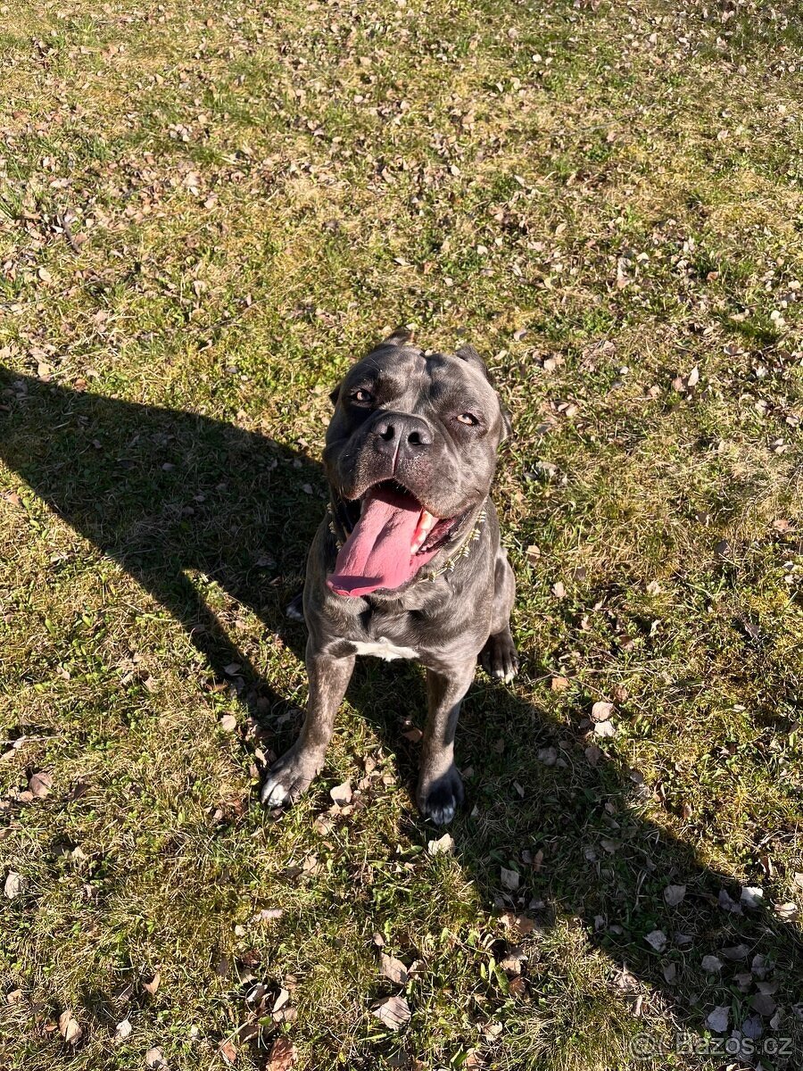 Cane Corso - 6