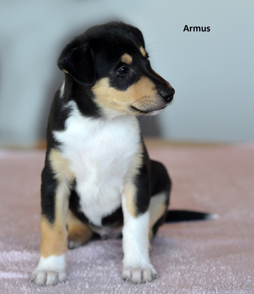 Krátkosrstá kolie - 6