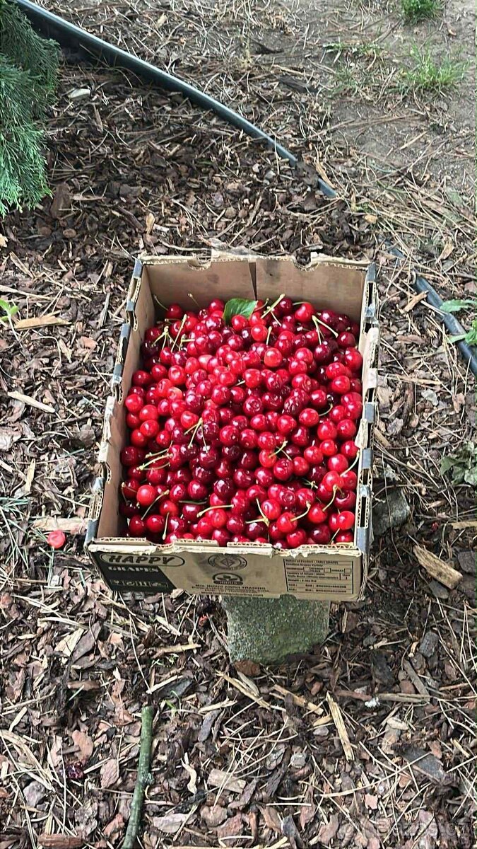 domácí marmelády ze 100% ovoce z naší zahrádky - 6