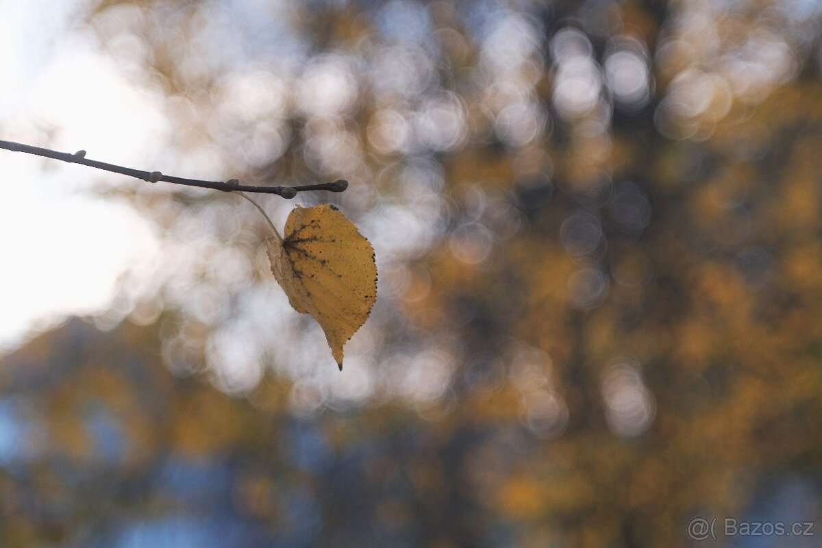 Carl Zeiss Jena Tessar 5cm f/2.8 - (Exa) - 6