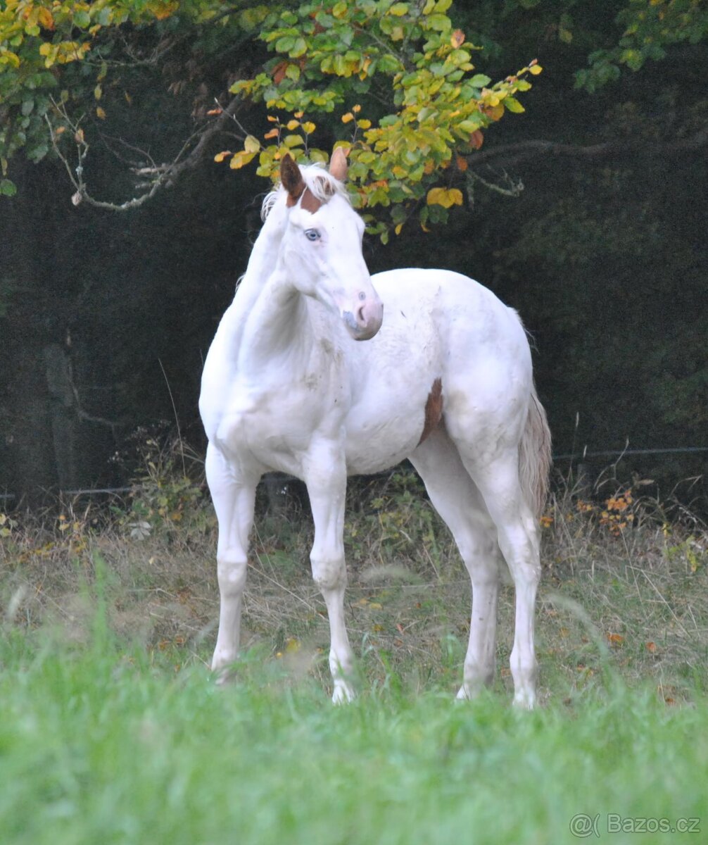 Hřebeček APH 2025 - 6