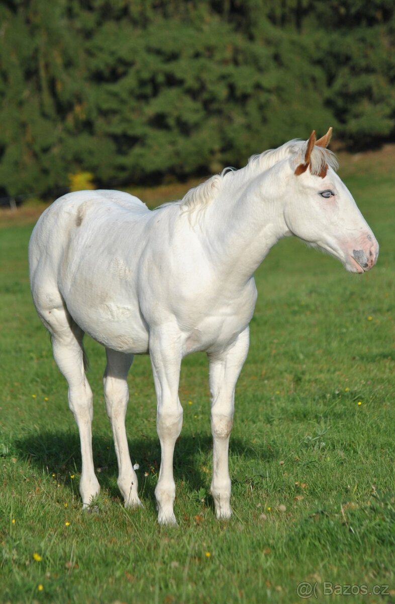 Hřebeček APH 2025 - 6