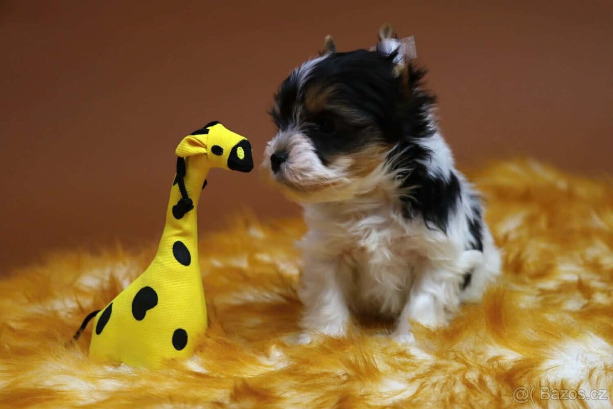 Biewer terriér jorkšírský - 6