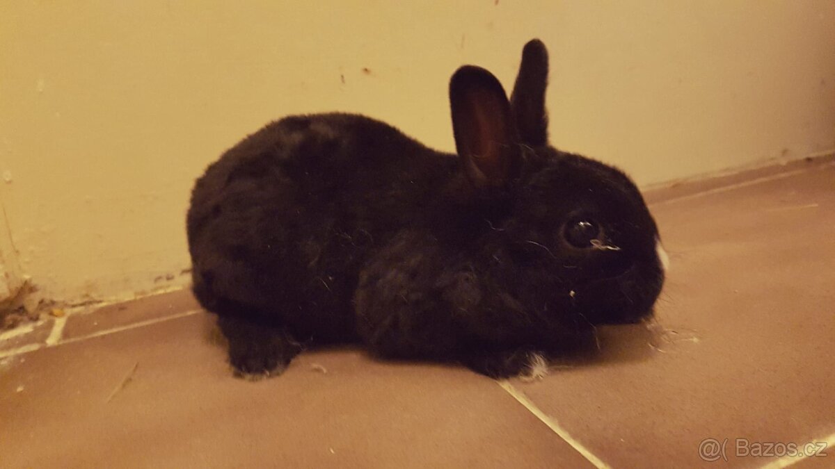 Zakrslý rex černý - 6