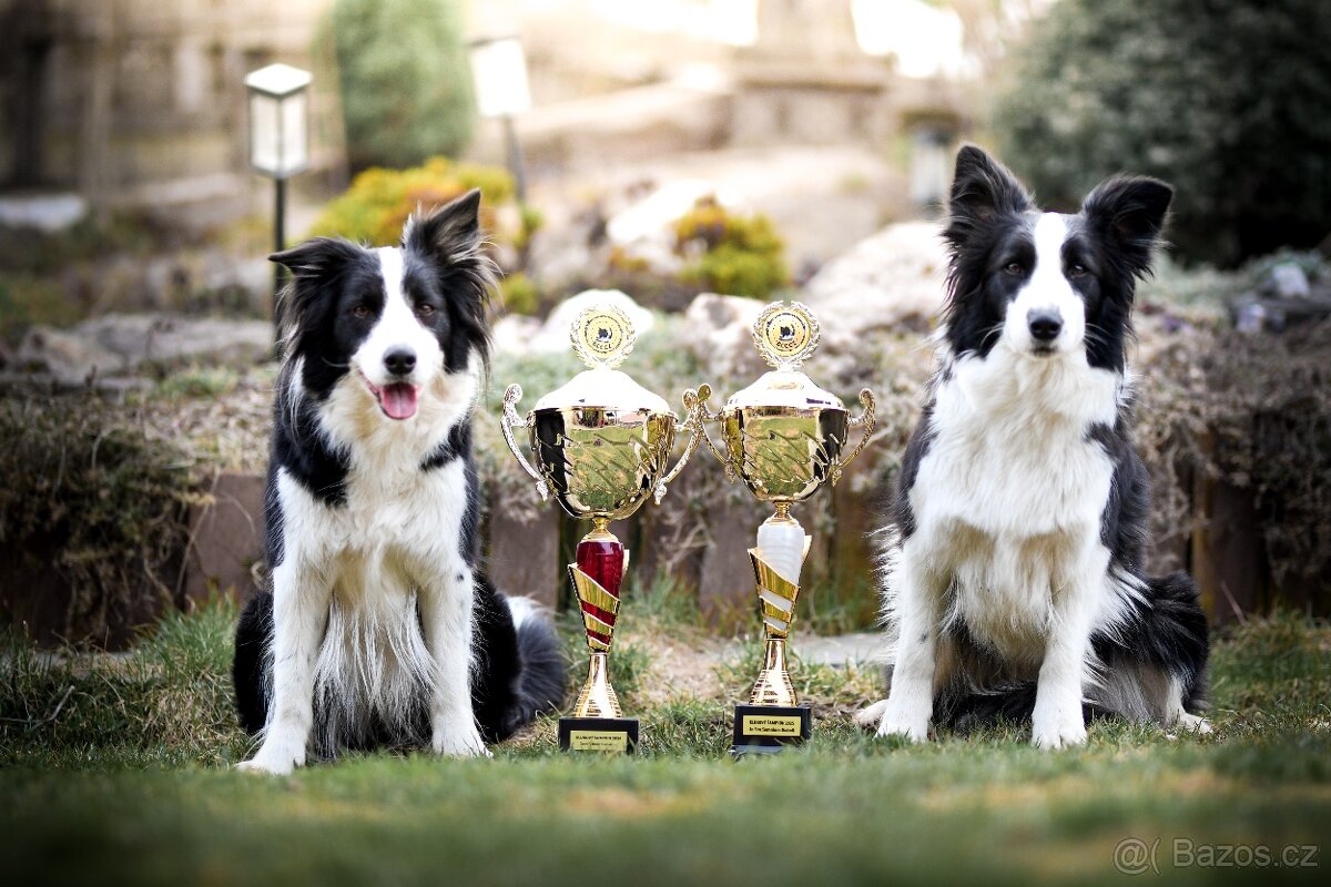 Border kolie s PP, štěňátka - 6