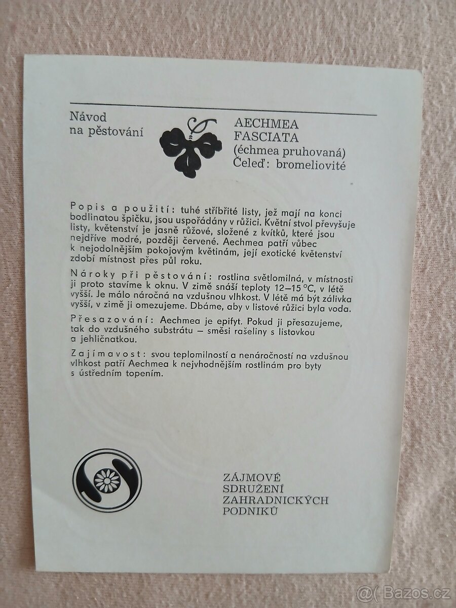 Pokojové rostliny - 6