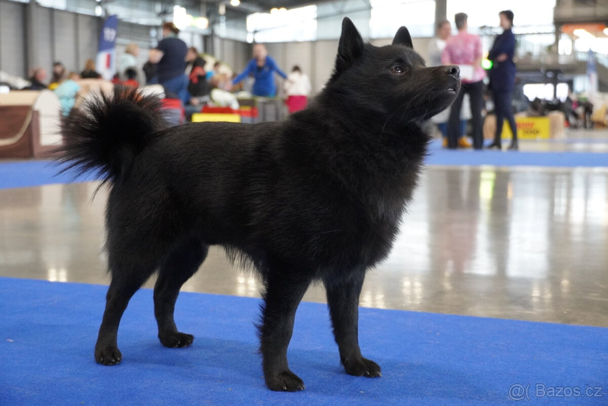 Šiperka s PP- nabízím krytí plnochrupým zdravým psem - 6