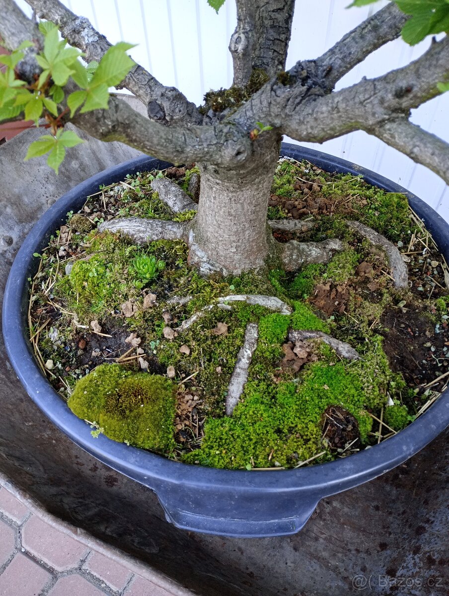 Jírovec maďal (kaštan) bonsai - 6