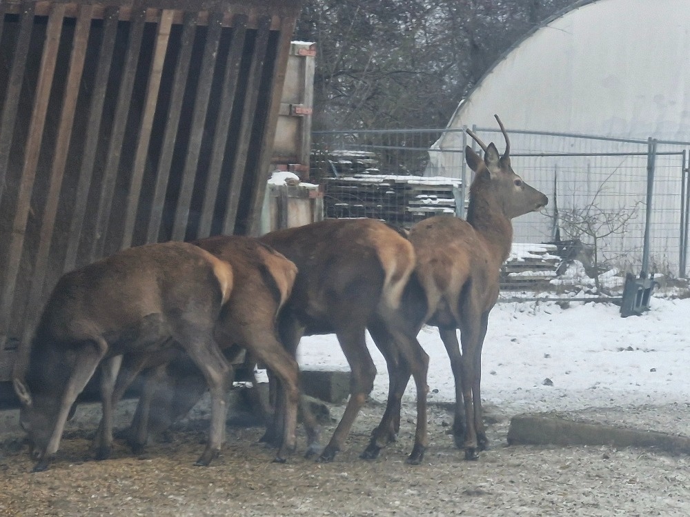 Hospodářská zvířata - 6