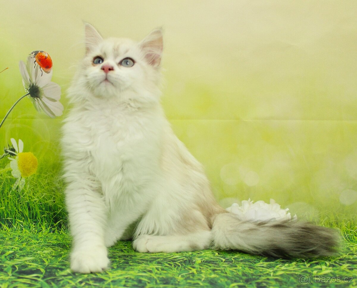 Sibiřská kočka - Neva Masqerade - 6