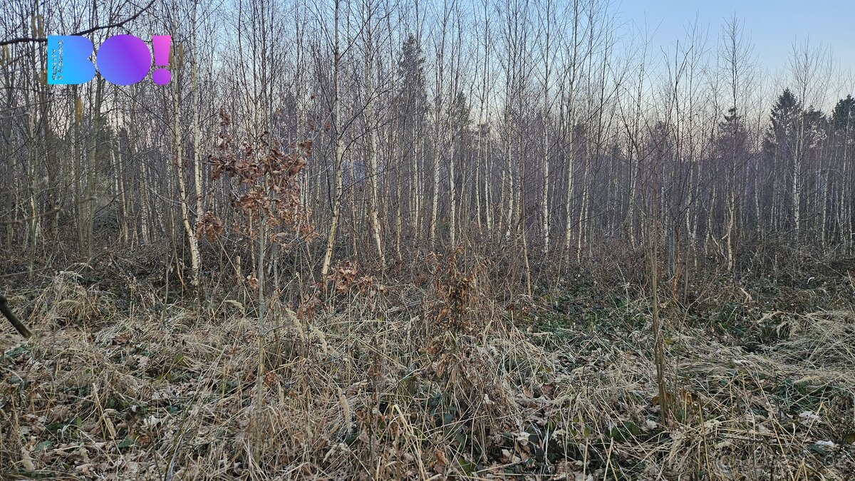 Prodej lesů, 55 558 m², Rybí - 6