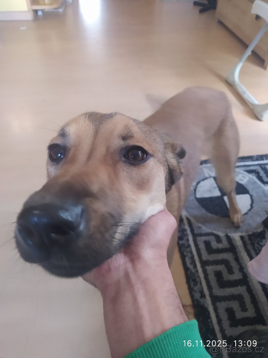 Belgický ovčák - 6