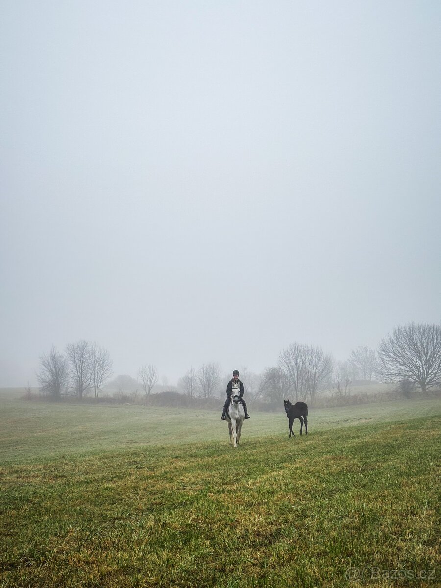 Hledáme výpomoc ke koním - 6