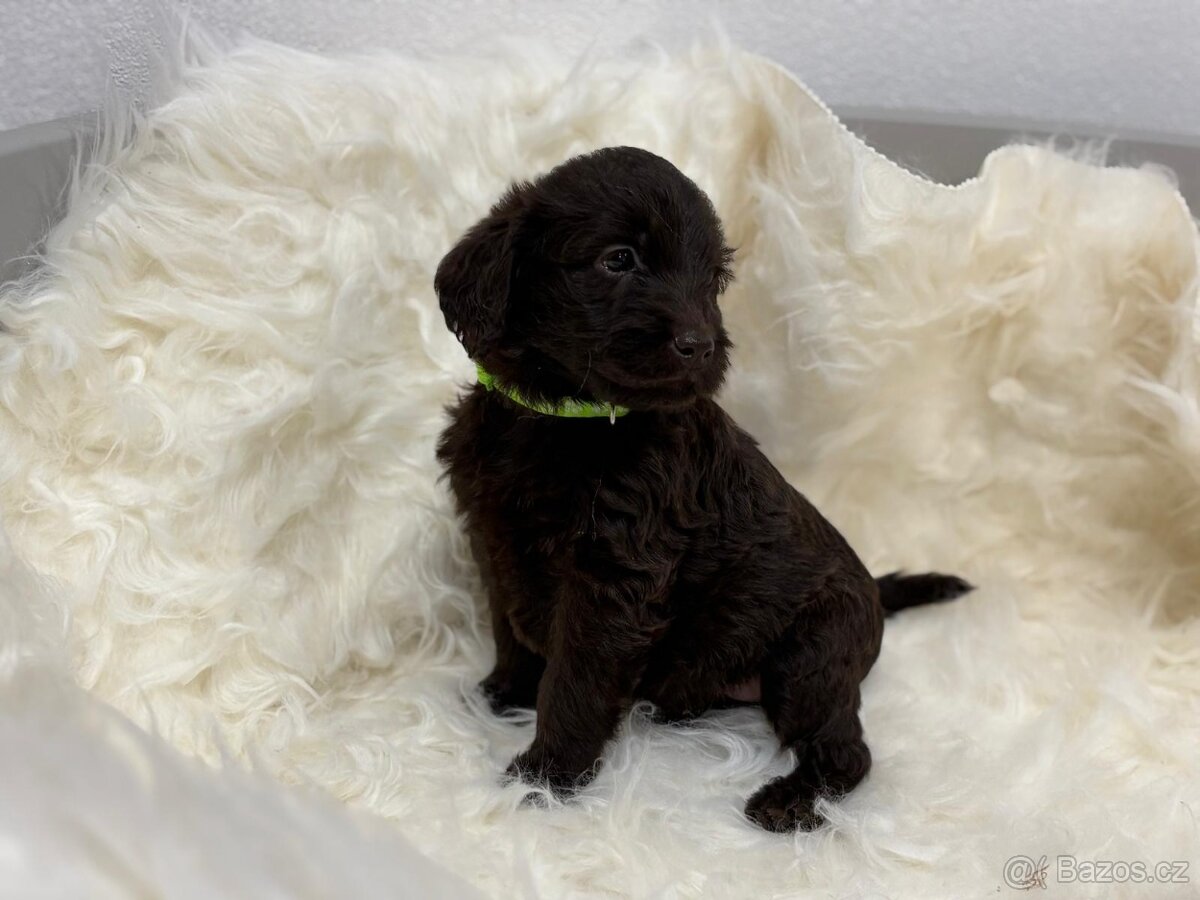 Labradoodle - 6
