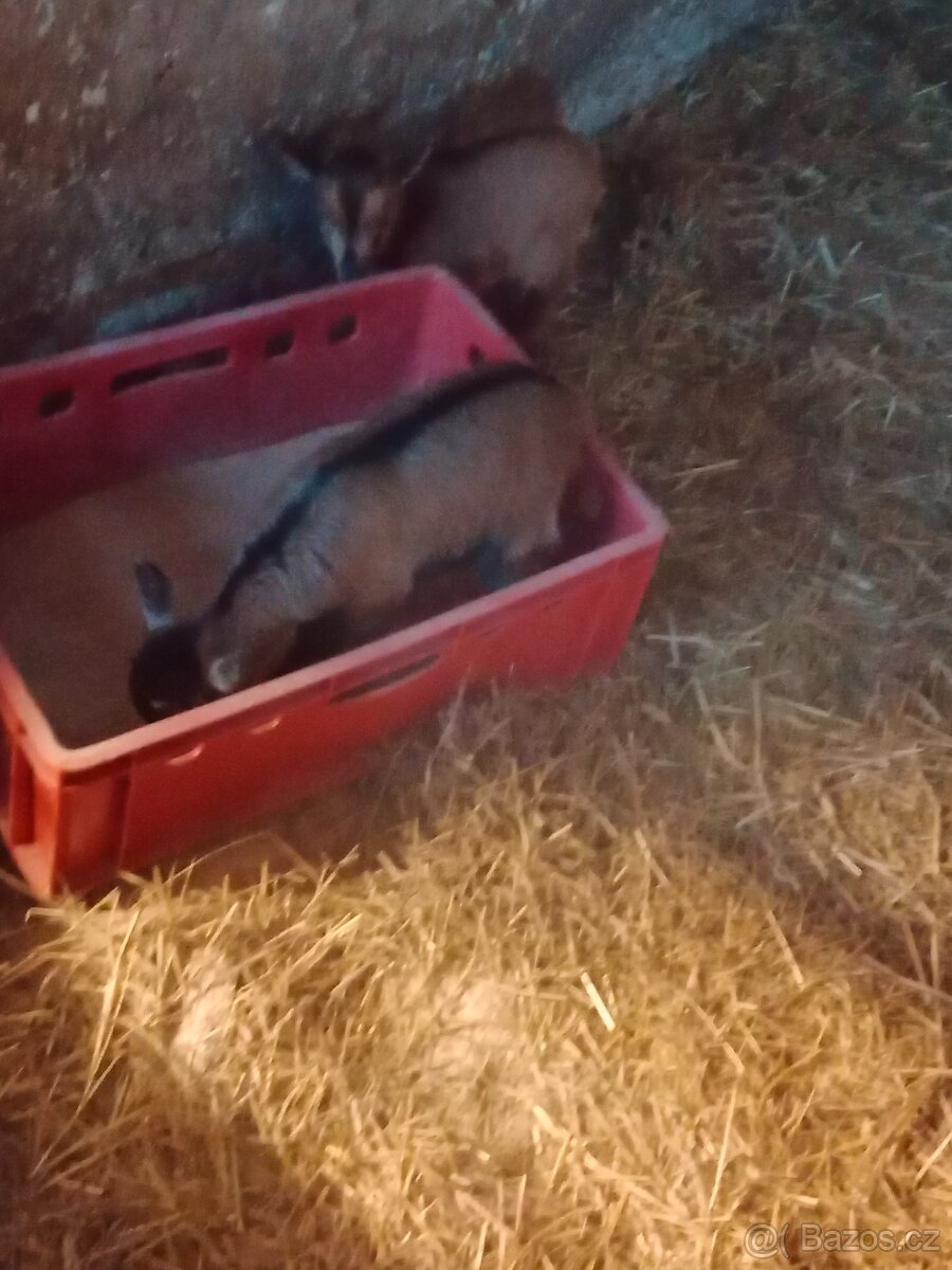 Kamerunská kůzlata - 6