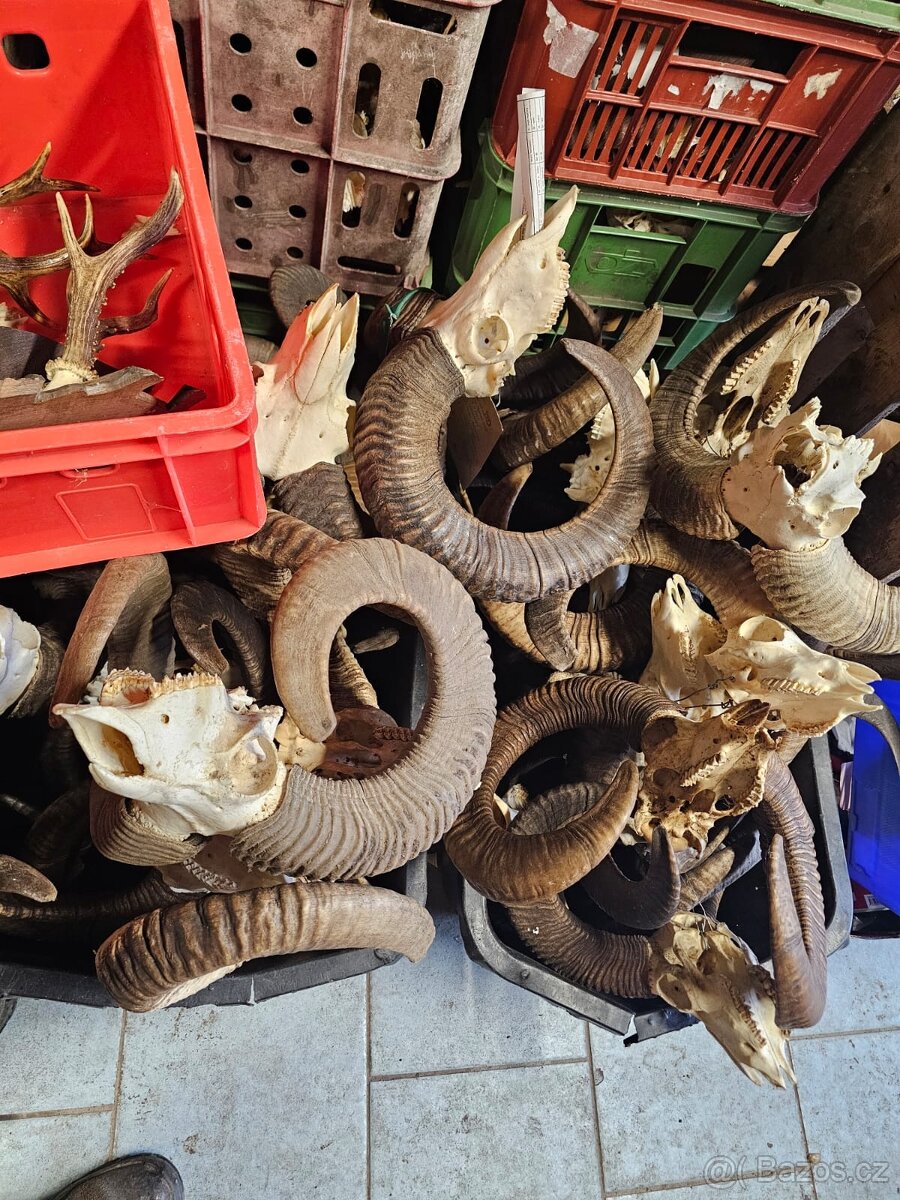 Paroží,trofeje,shozy,obrazy - 6