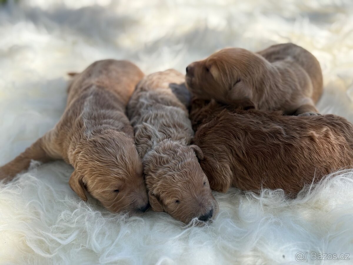 Goldendoodle - 6
