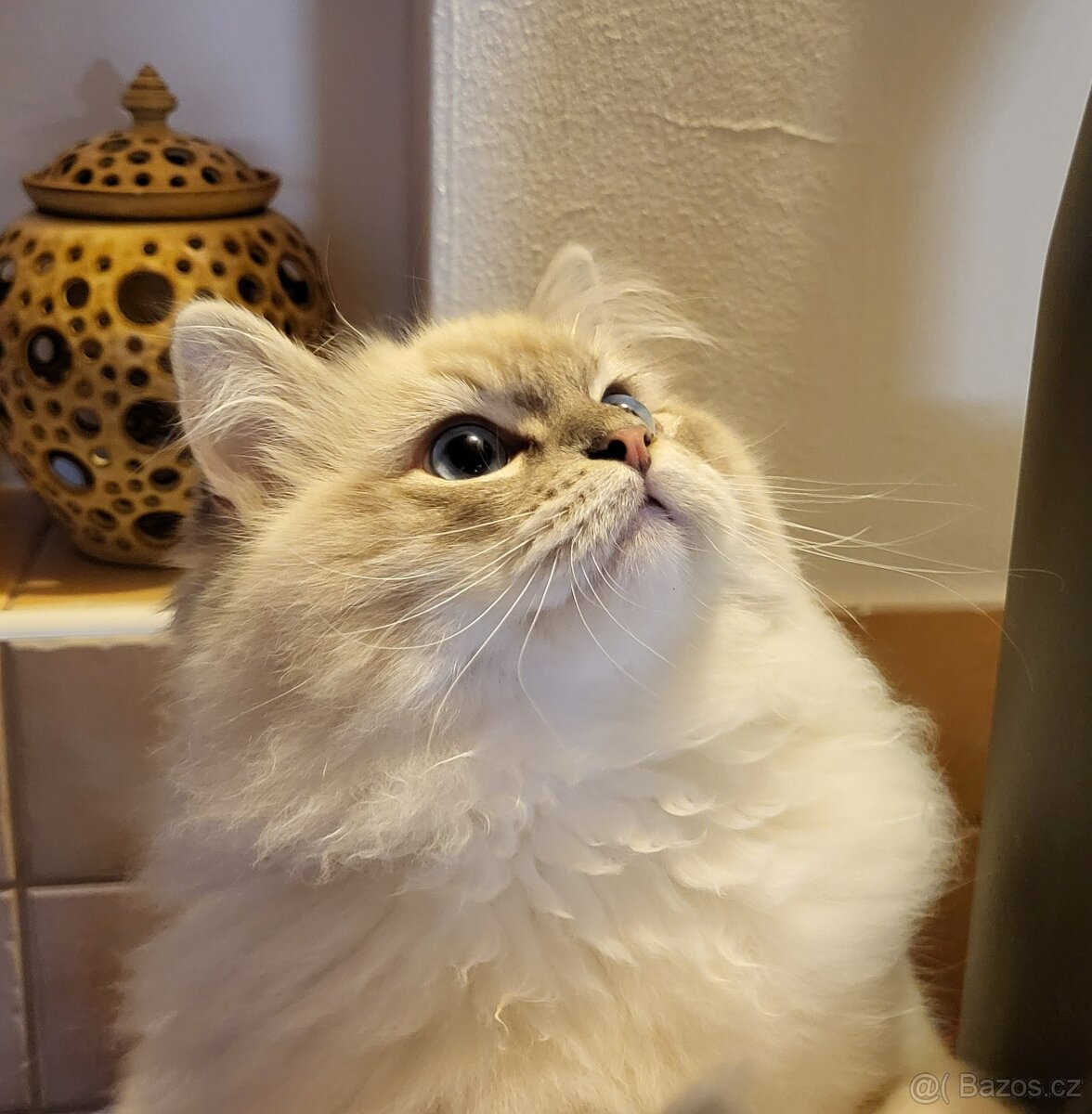 Ragdoll koťata s PP - 6