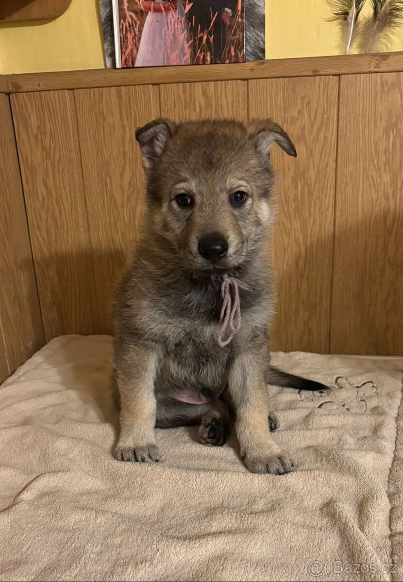 Československý vlčák, štěňata z Tajemné zahrady - 6