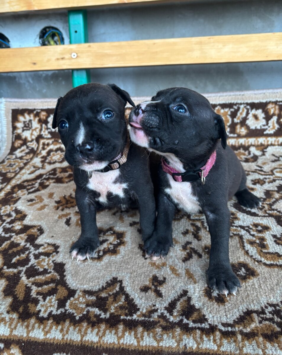 Americký stafordsirsky terier, Stafford, amstaf - 6