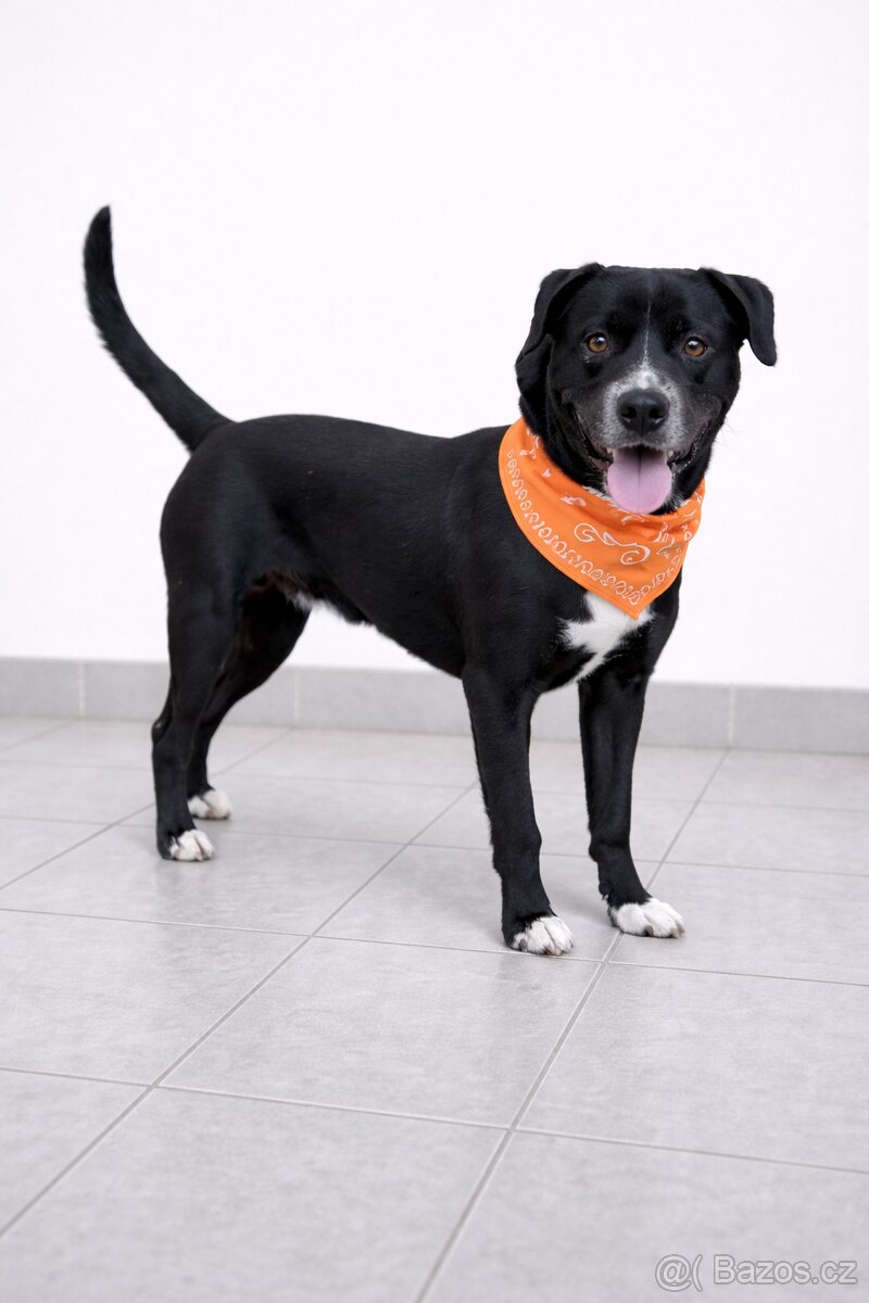 Adriana hledá domov - 6