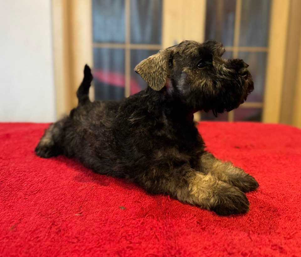 Knírač malý pepř a sůl - 6