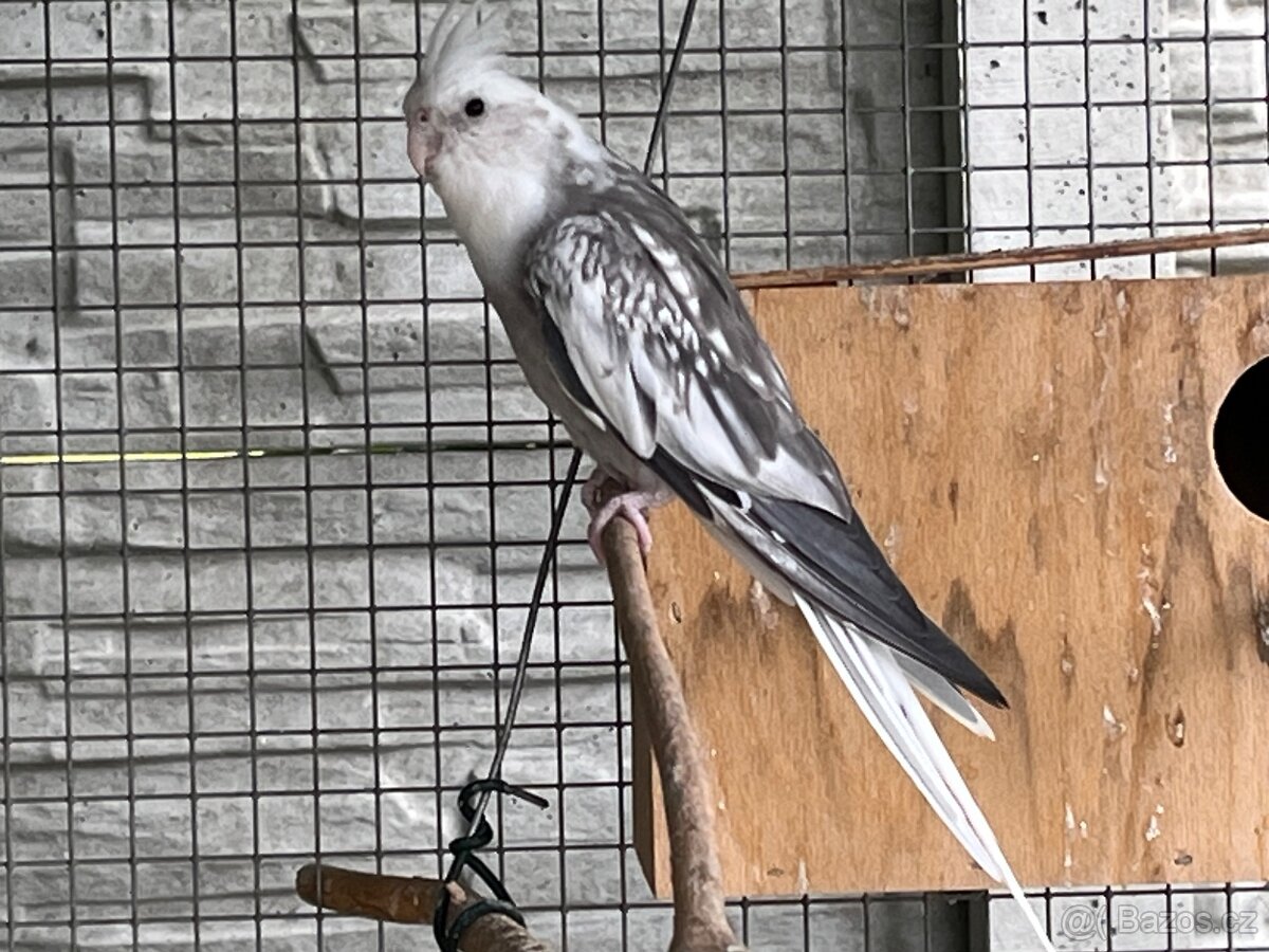 Prodám samce korely bělohlavé - 6