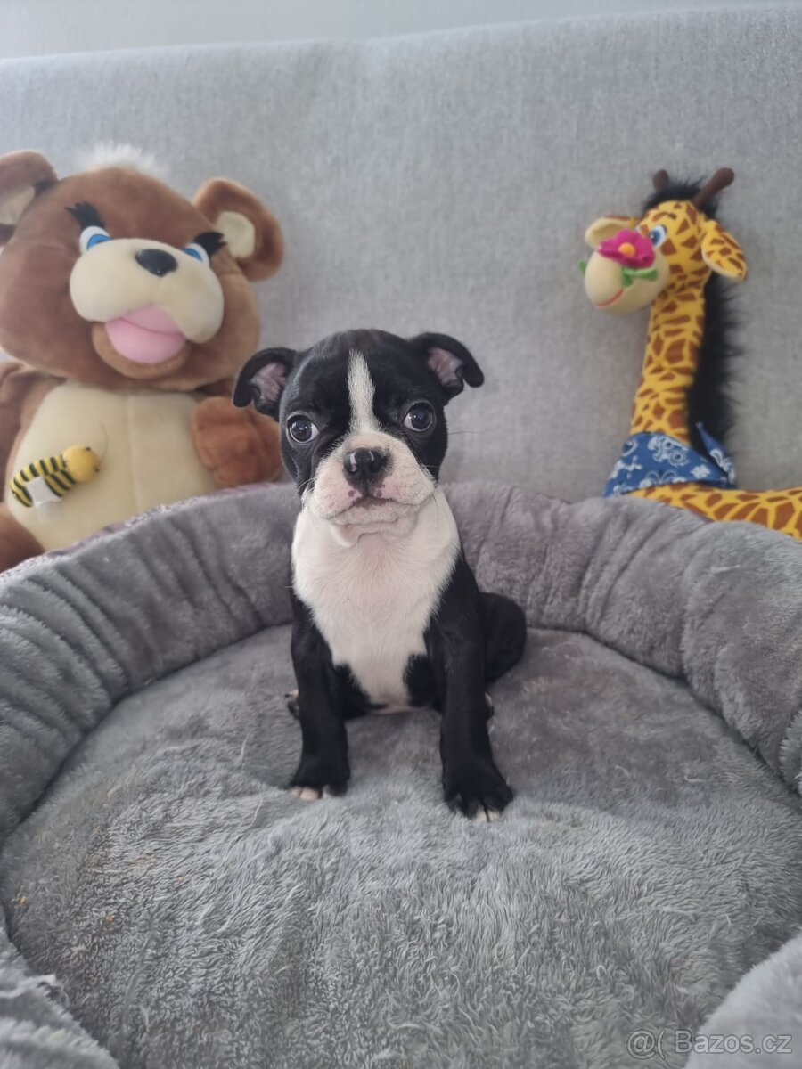Boston terier Bostonský terier - 6
