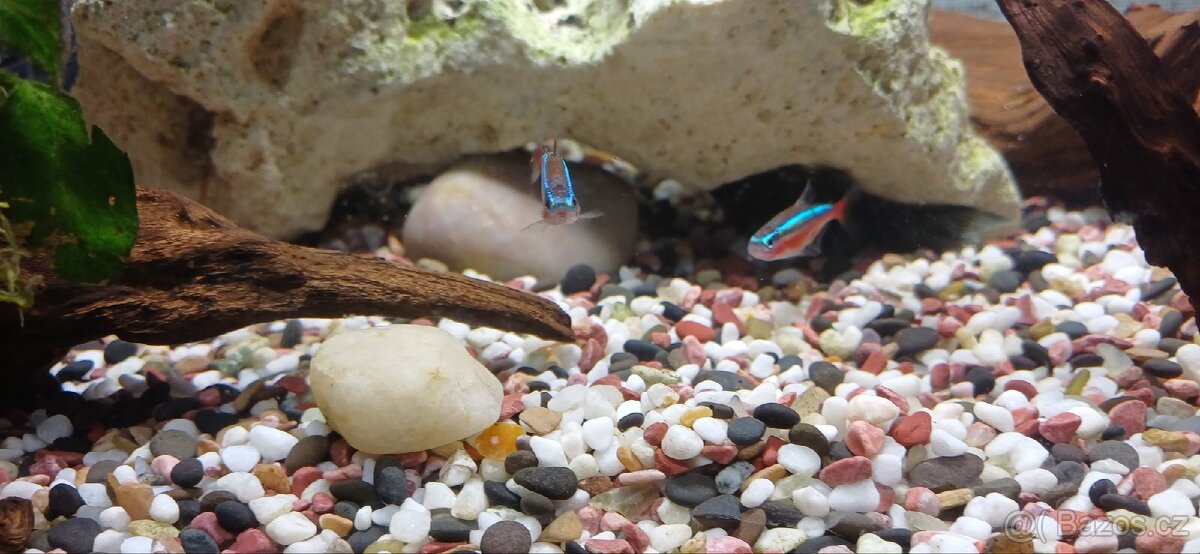 Zařízené akvárium - 6