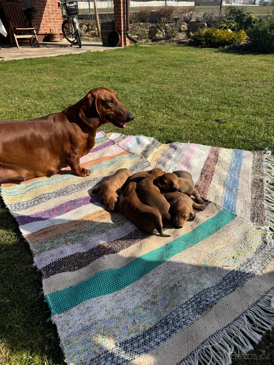 Jezevčík hladkosrstý - 6