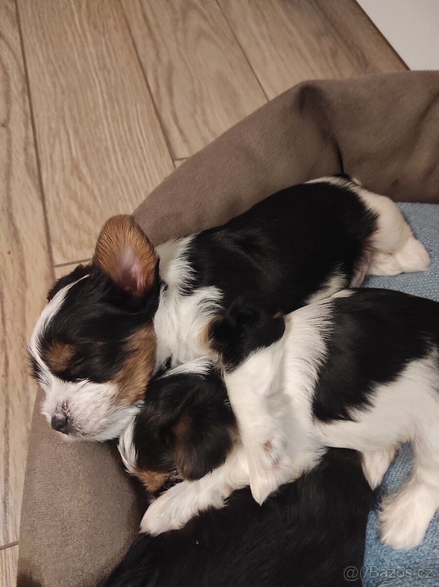 jorksirsky terier - 6