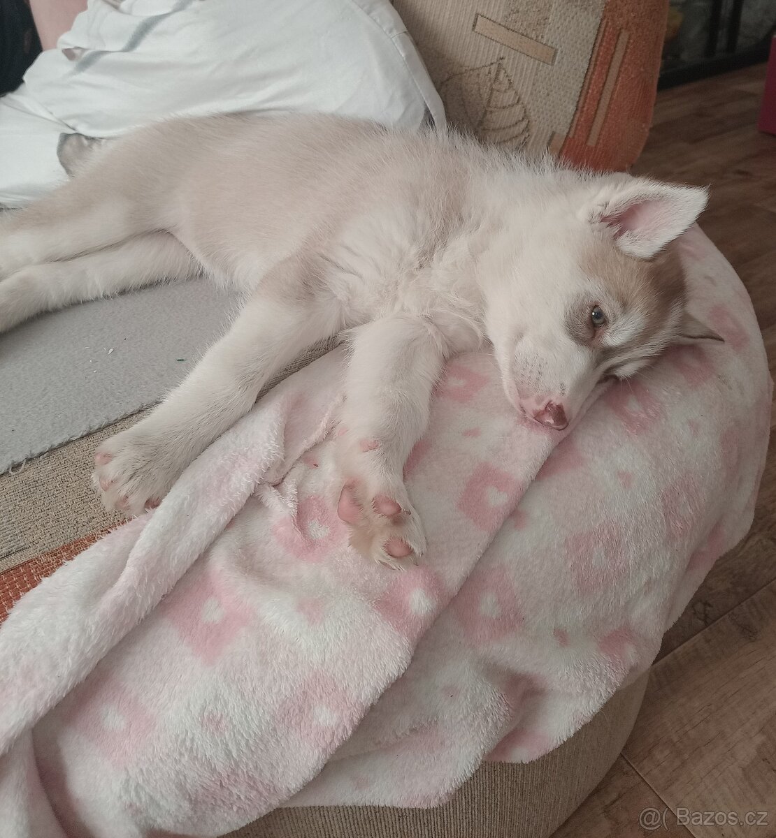 Štěňata sibiřský husky bez pp - 6