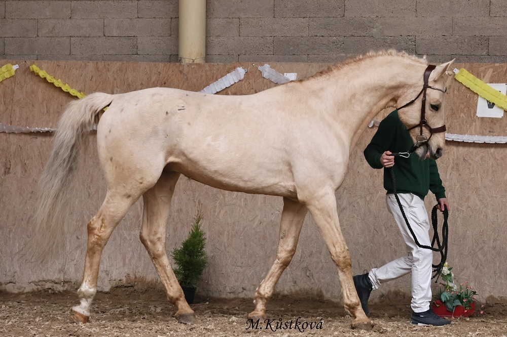 Prodám hřebce Kůň Kinský, - 6