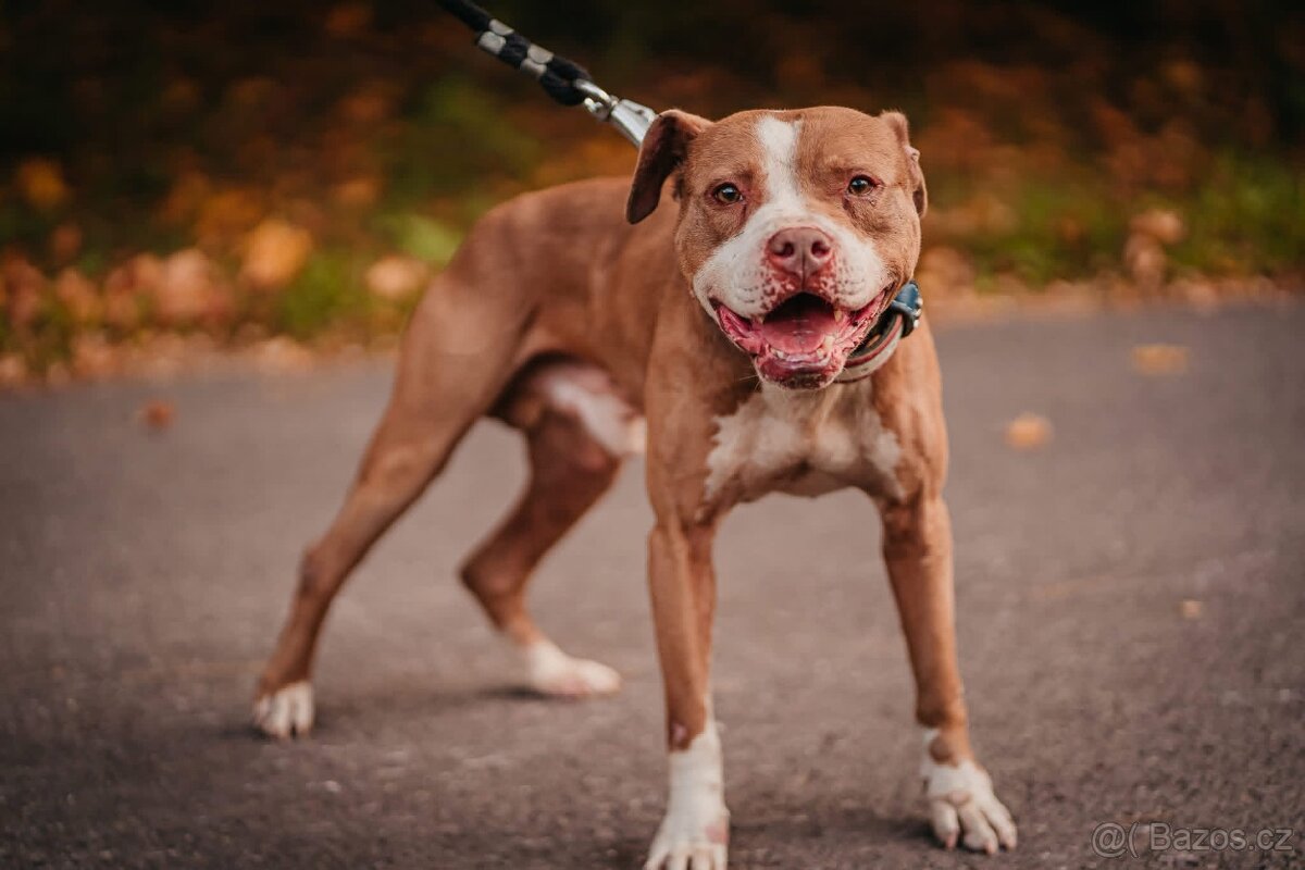 Americký pitbull teriér s PP - 6