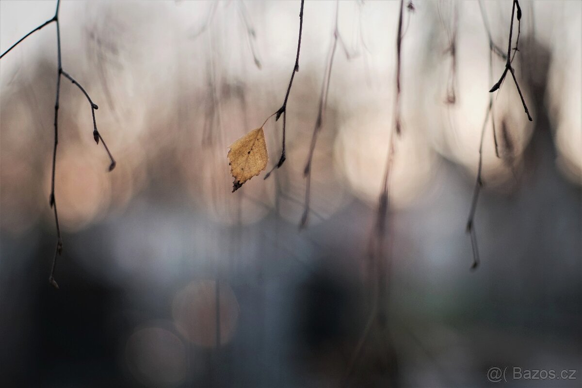 TOMIOKA auto Chinon 55mm f/1.4 - (M42) - 6