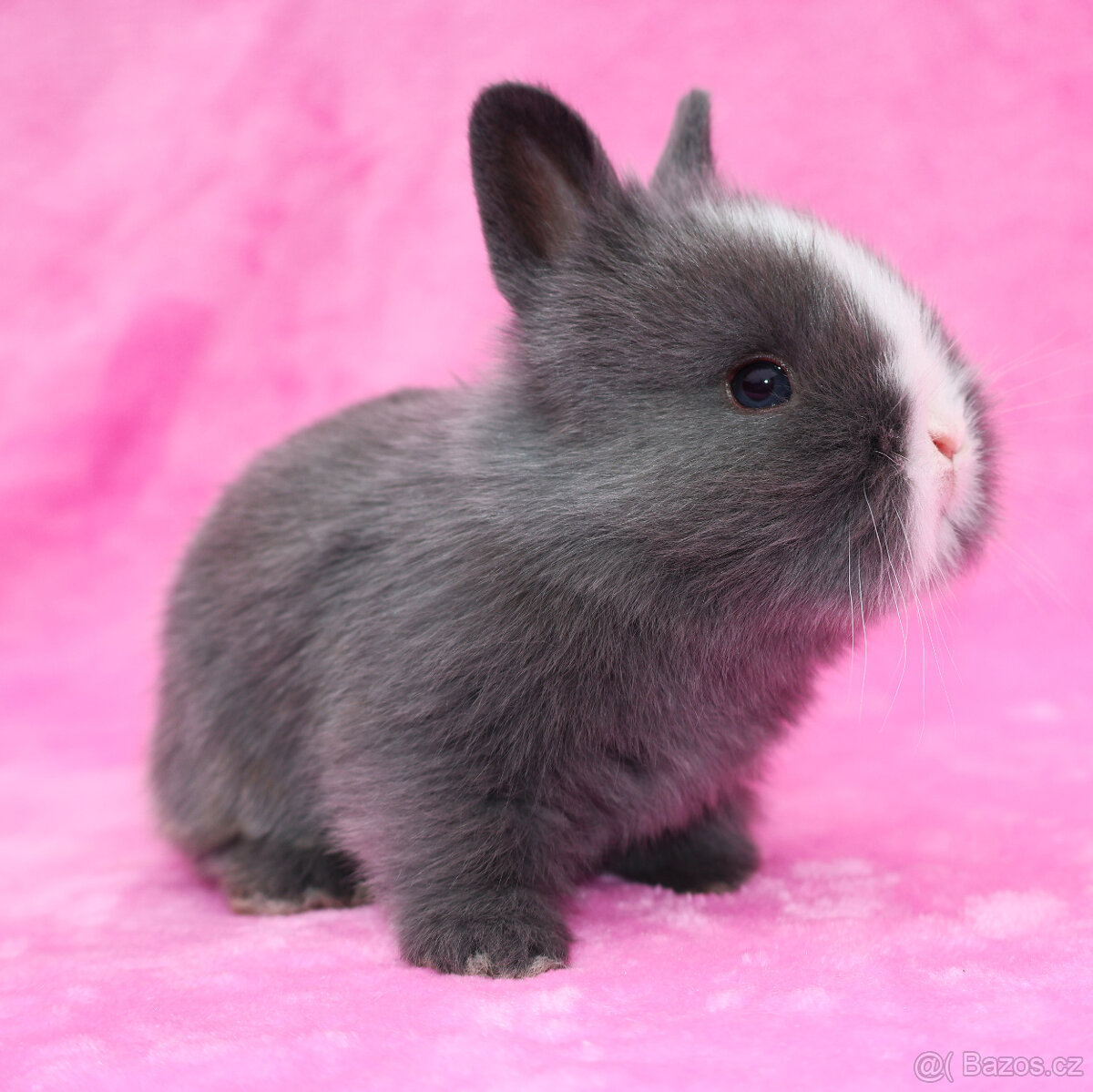 Zakrslý krátkouchý modrooký lvíček sameček - 6