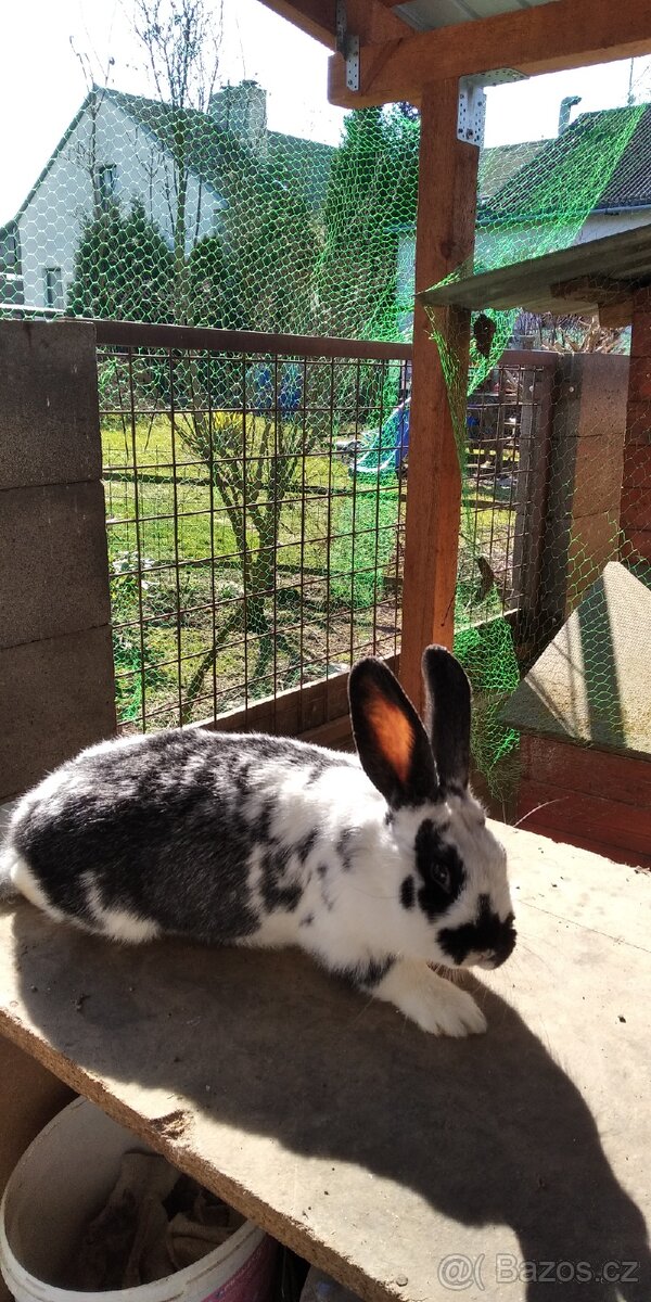 Prodám králíky - 6