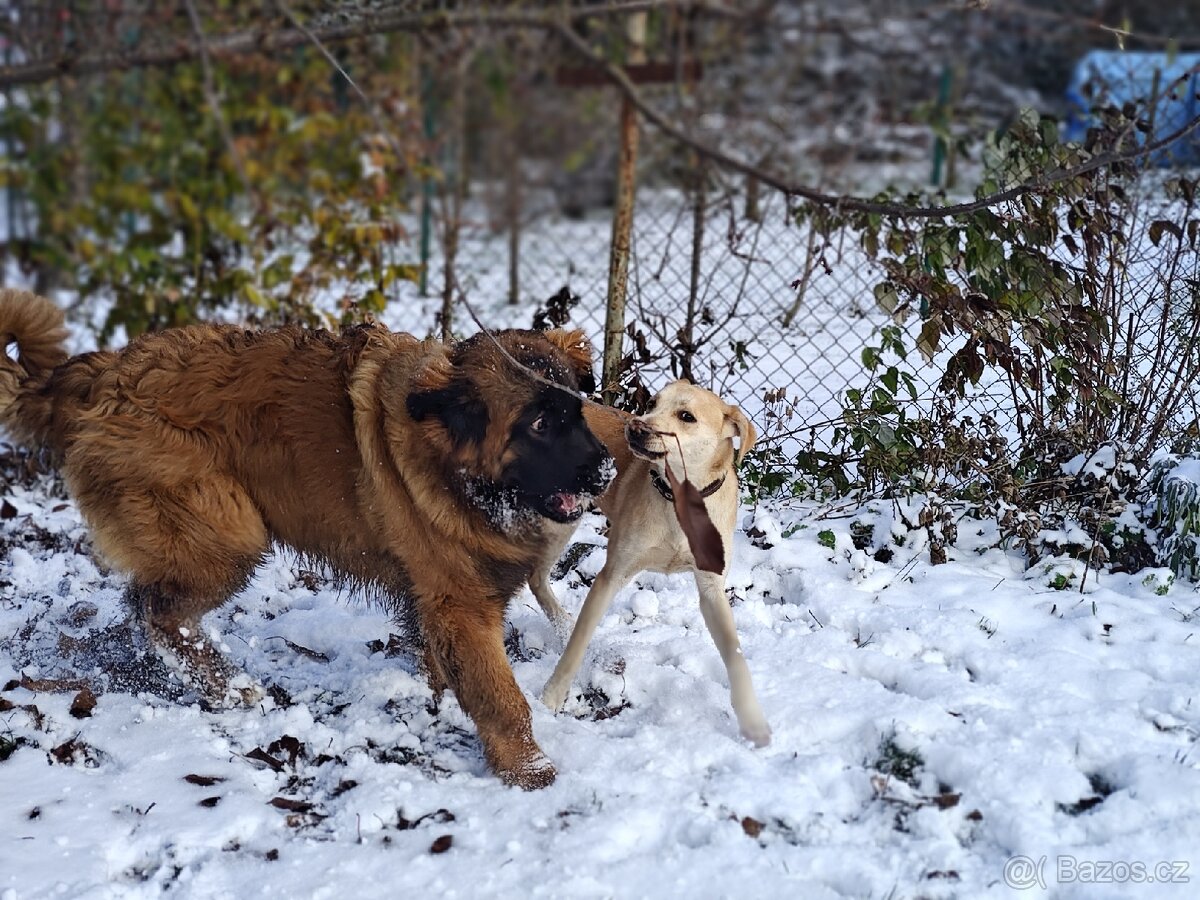 Kříženec - fena - 6