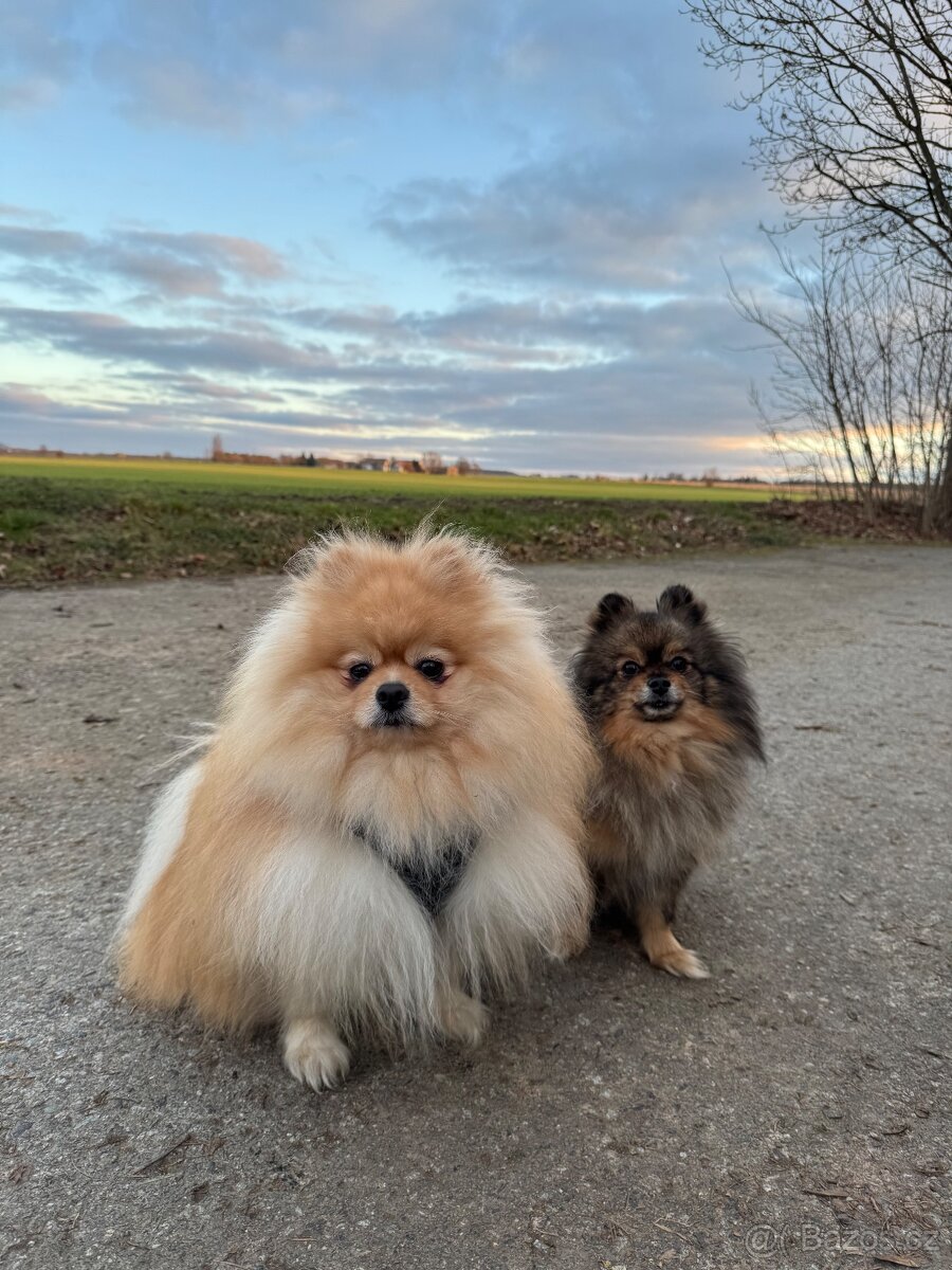 Pomeranian - 6