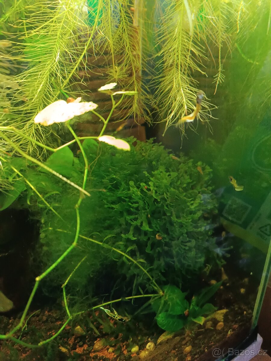 Endlerky Yellow tiger - 6