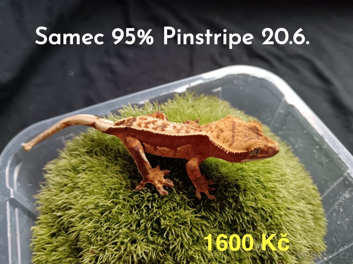 Pagekon Řasnatý - 6