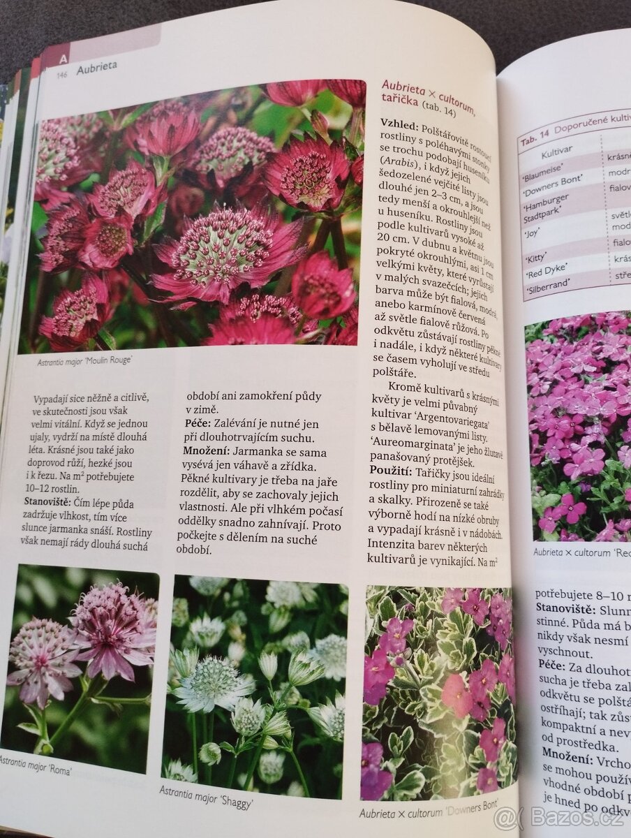 Zahradní rostliny - 6